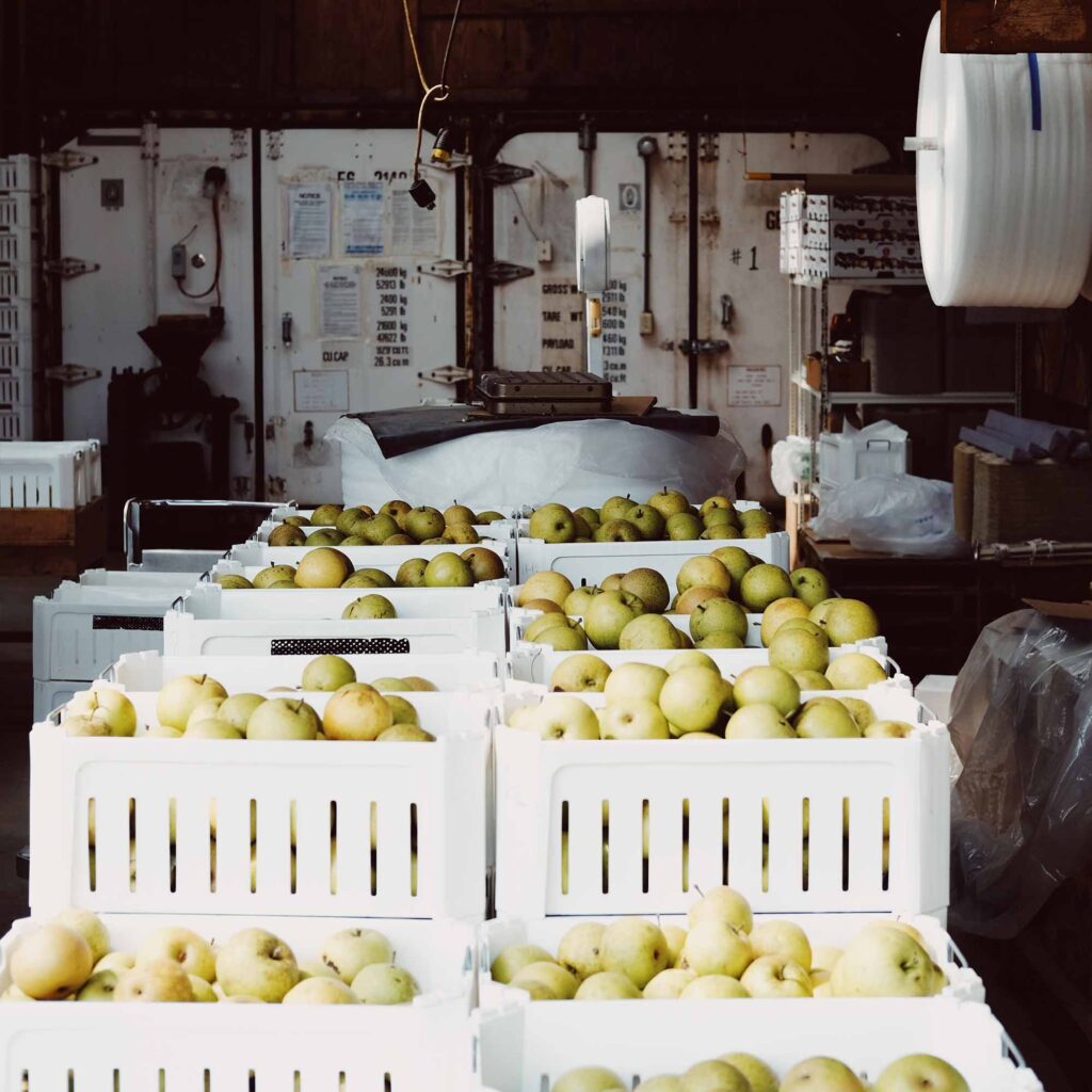 ORCHARD CRATES FILLED WITH YELLOW GREEN APPLES