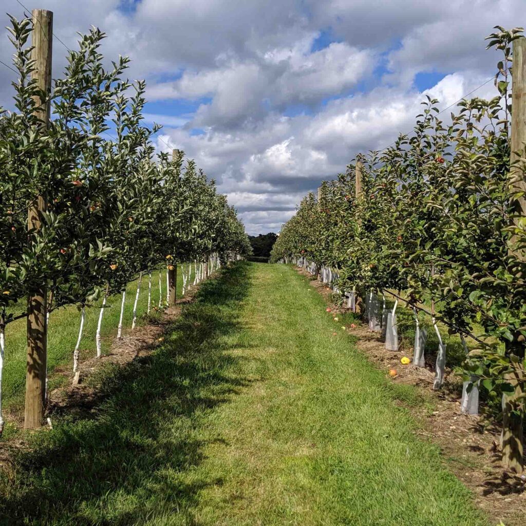 perspective shot down an orchard row with young apple trees ad green grass on a sunny day